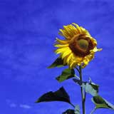 ������� �� ������� �������� ����� Berkana
